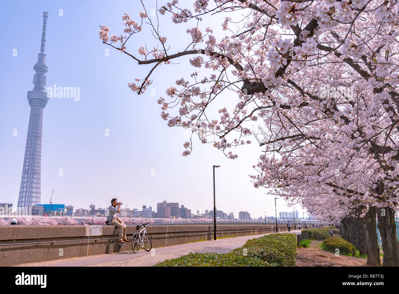 Tokyo Skytree Tower con fiori di ciliegio in piena fioritura presso il parco Sumida. Foto Stock
