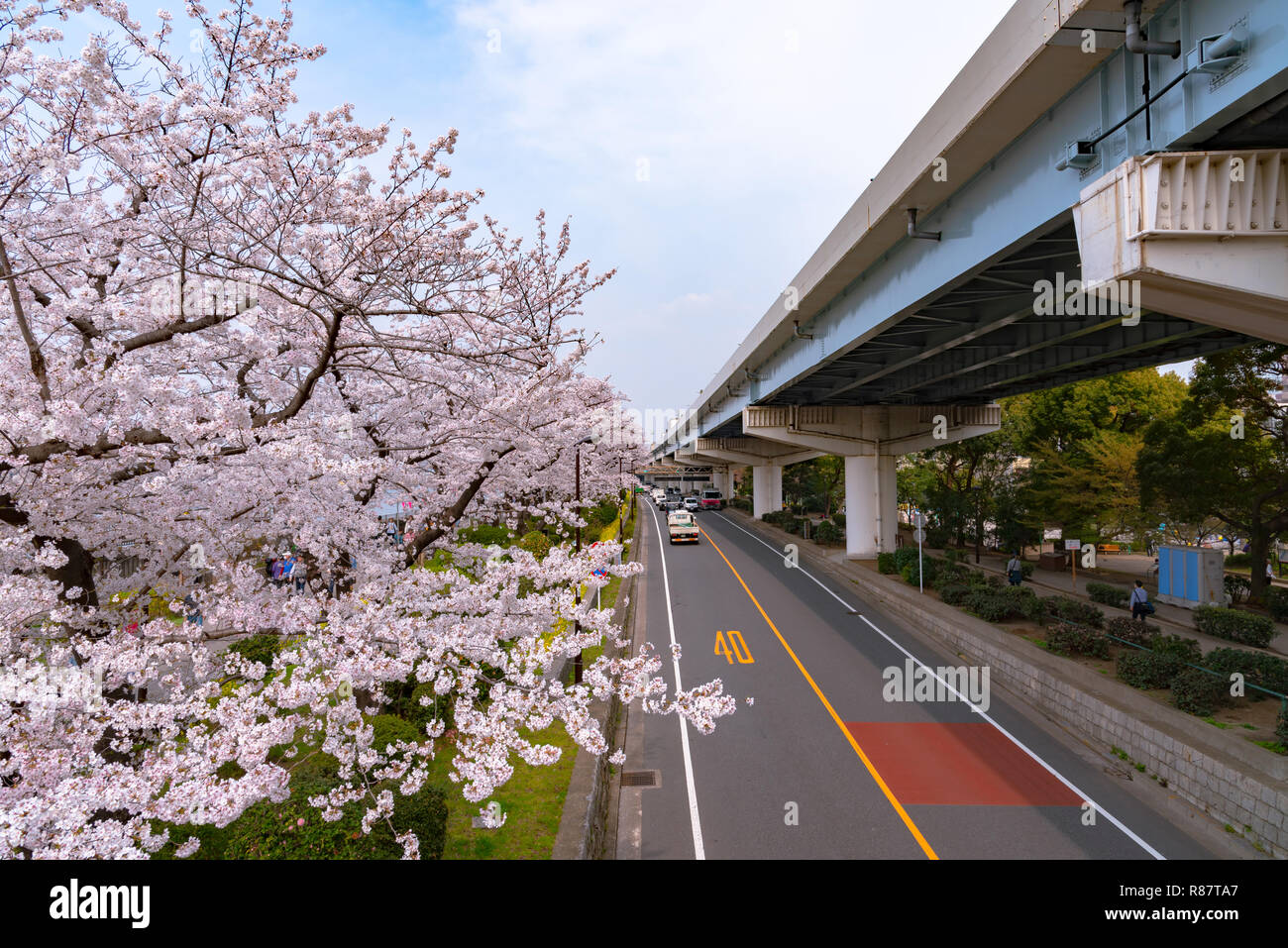 Asakusa il parco Sumida Cherry Blossom Festival. In primavera, Fiume Sumida è circondato da fiori di ciliegio. Foto Stock