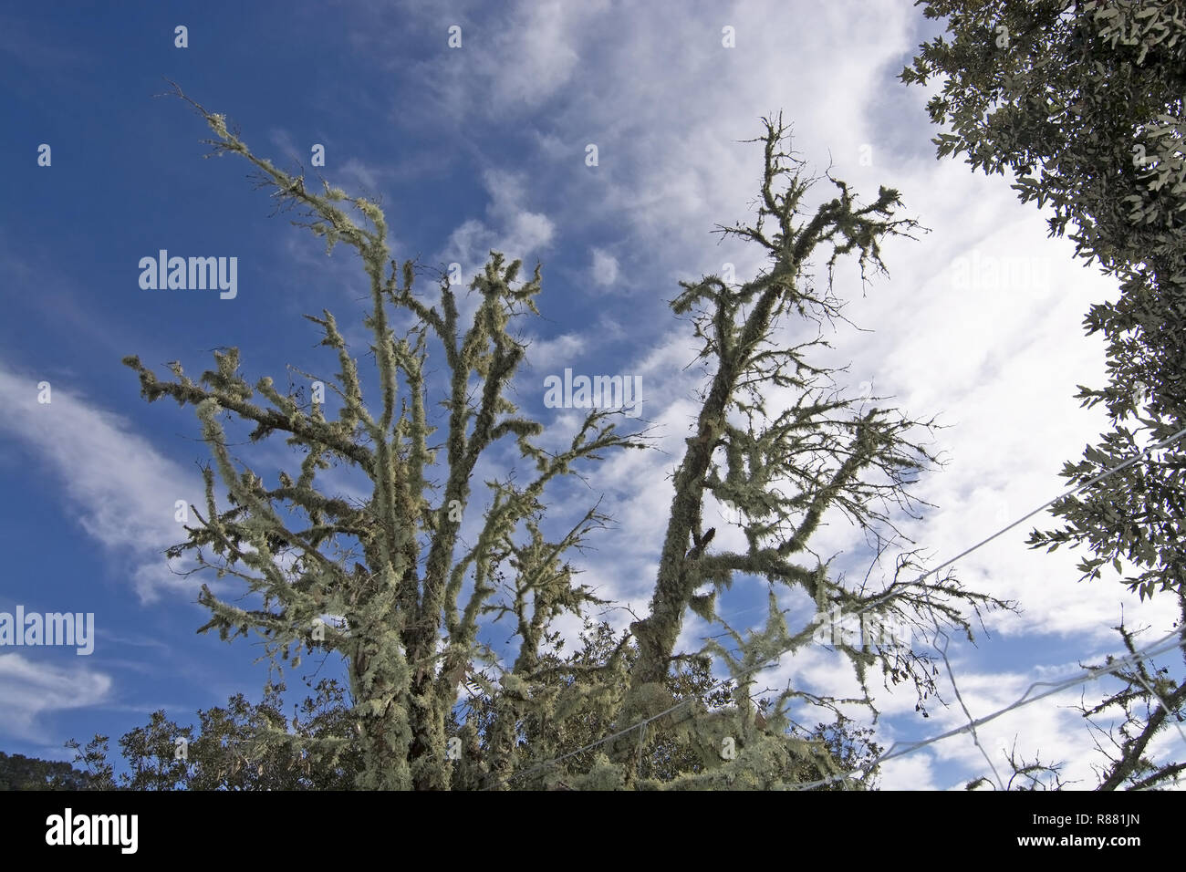 Tree superato da spessi strati di licheni nel nordovest di Mallorca, Spagna. Foto Stock