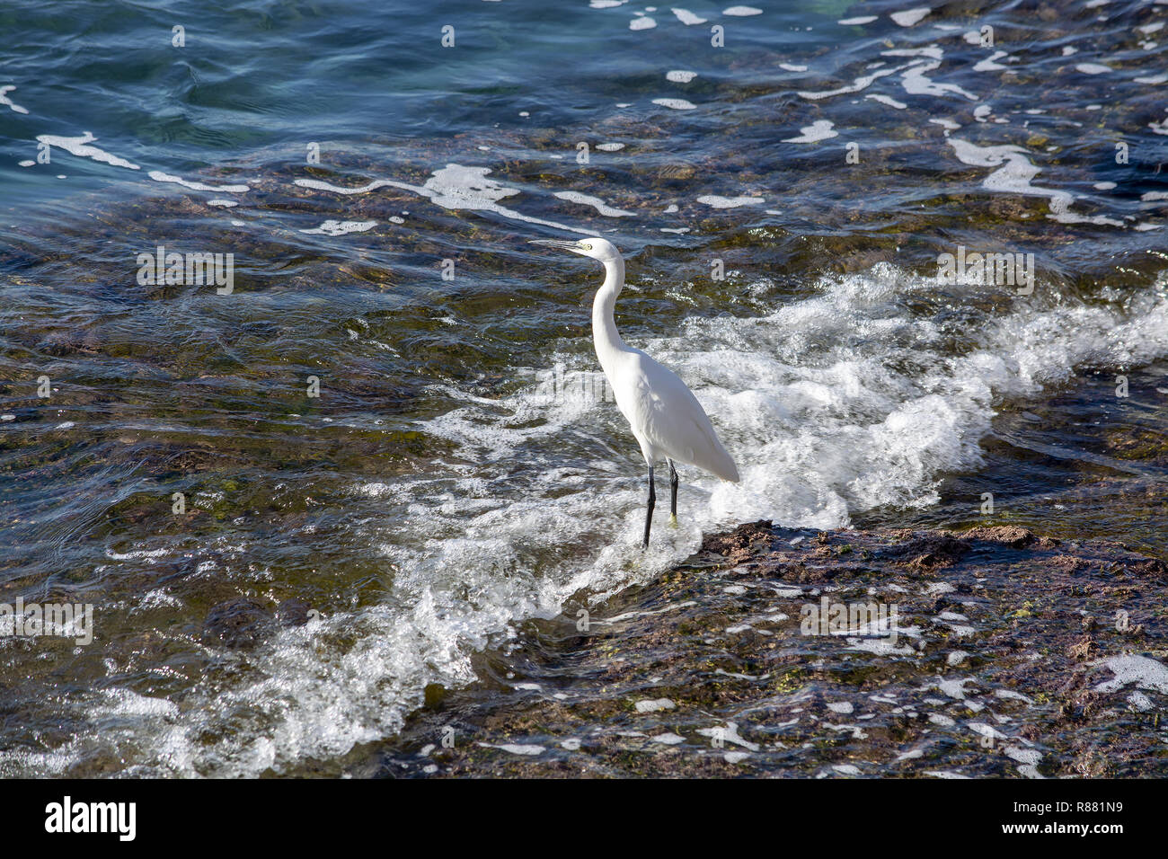 Airone bianco uccello sulla costa rocciosa terreno dal mare Mallorca, Spagna. Foto Stock