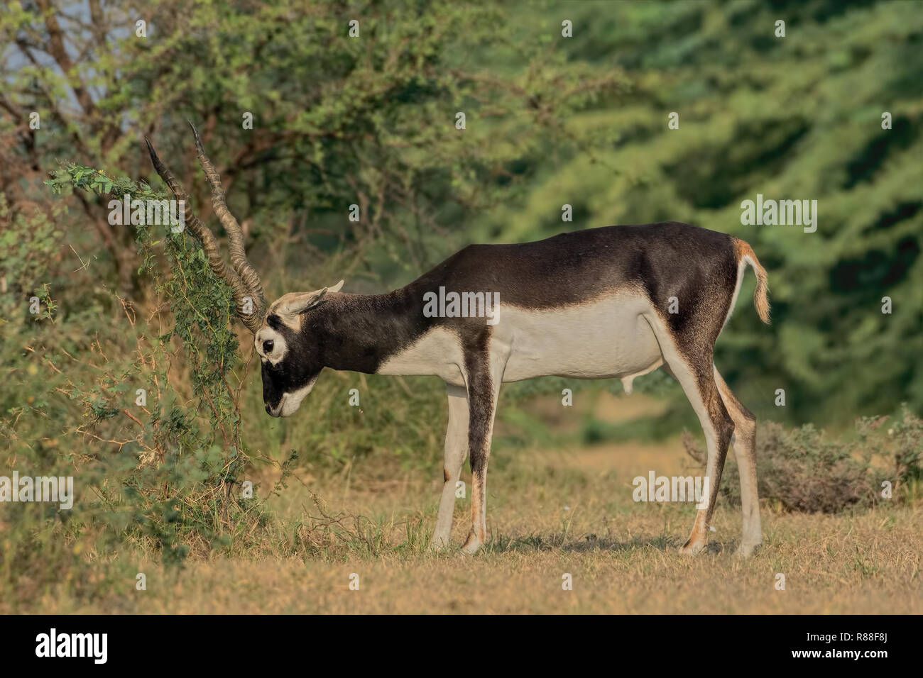 Maschio di antilope indiana (Antilope cervicapra) o Blackbuck close up. Foto Stock