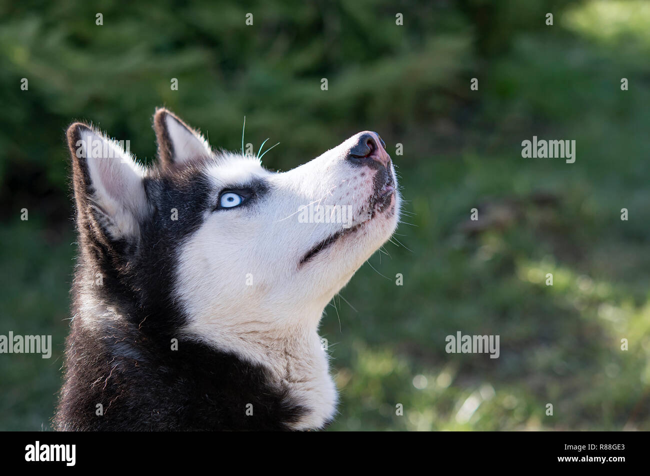 Blue-eyed cani. Sorpreso cane. Ritratto di un Siberian Husky nella foresta Foto Stock