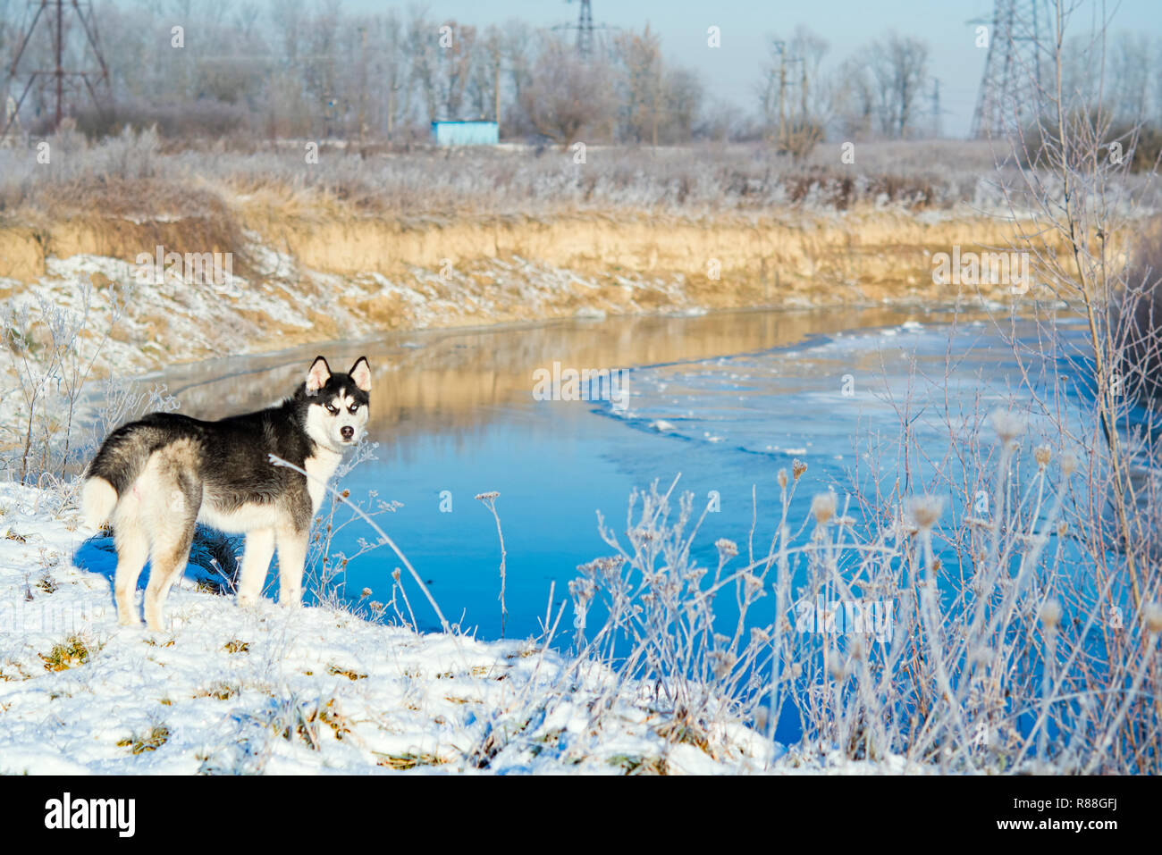 Siberian Husky in inverno sul fiume Foto Stock