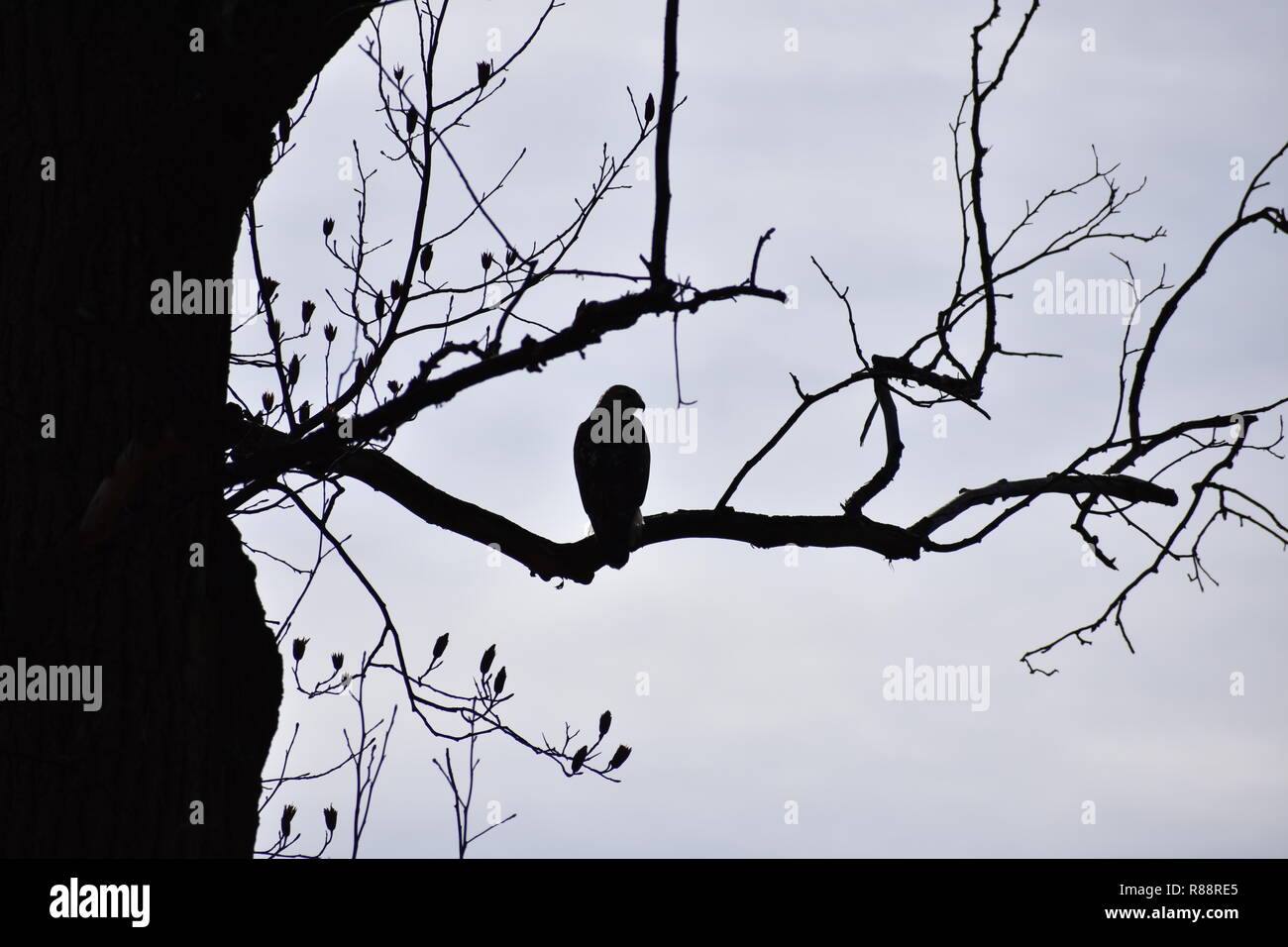 Hawk in un ramo Foto Stock