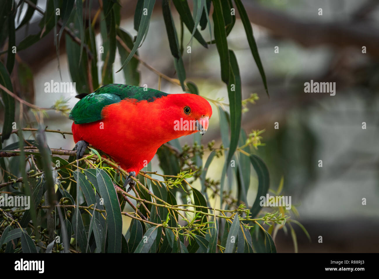 Colorate australiano maschio re Parrot cercando curiosamente. Foto Stock