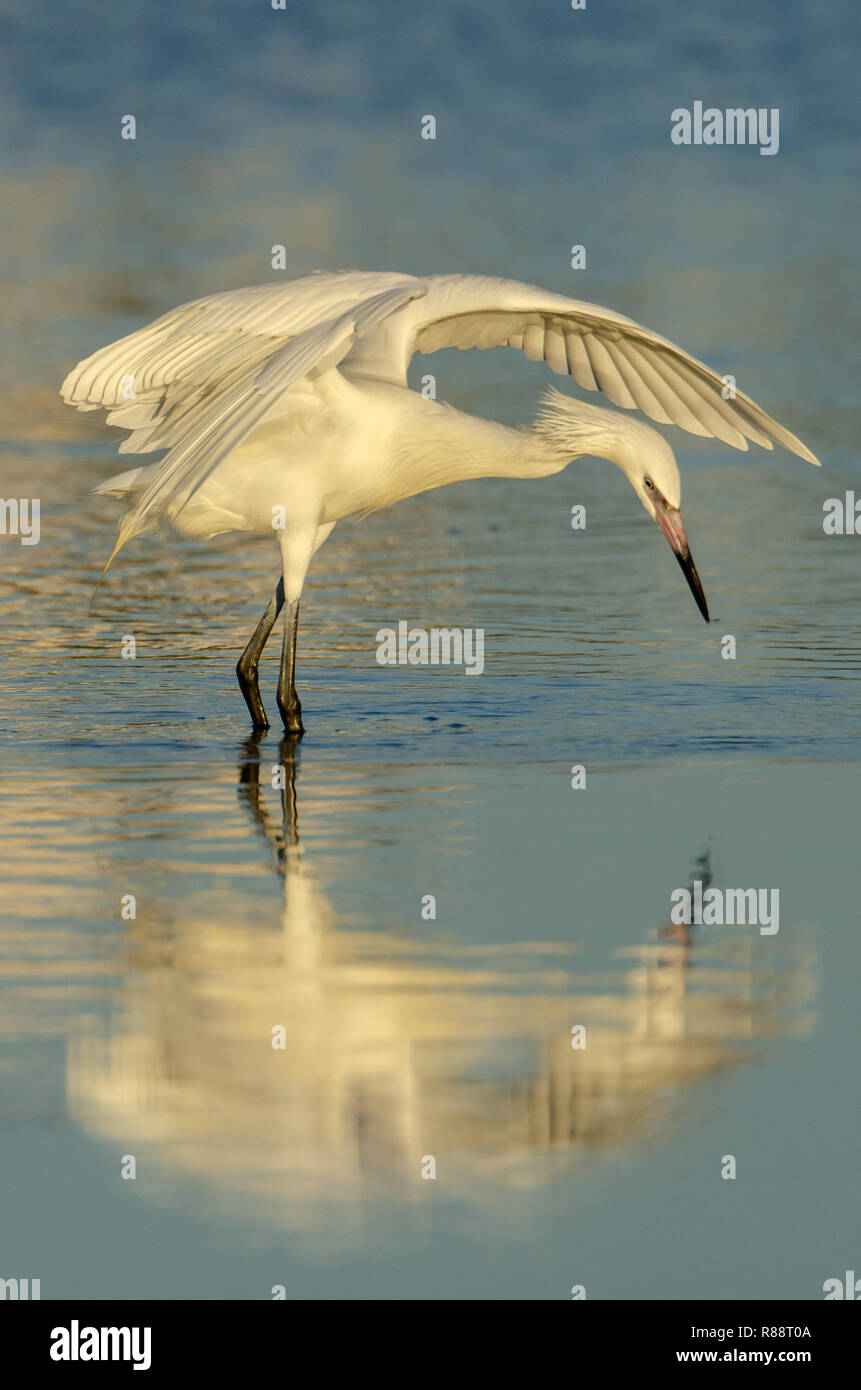 Garzetta rossastra White morph (Egretta rufescens) in Florida è un raro avvistamento Foto Stock