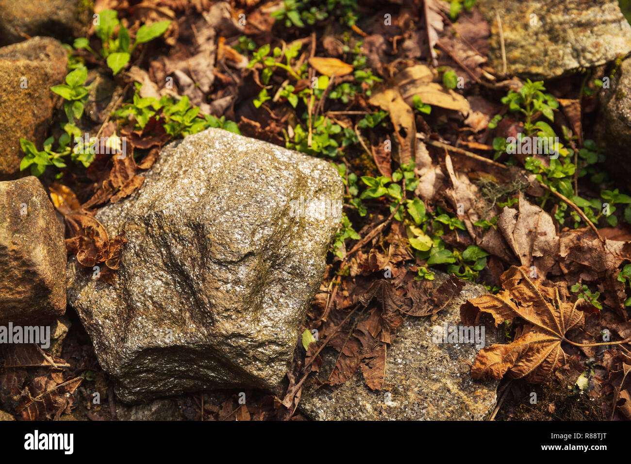 Oro luccicante rock sul pavimento della foresta in Annapurna Himal, Nepal, Himalaya, Asia Foto Stock