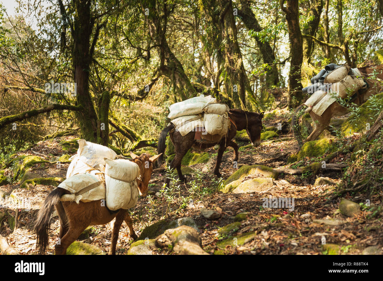 Pack mulo che trasporta le forniture in salita in Annapurna Himal, Nepal, Himalaya, Asia Foto Stock