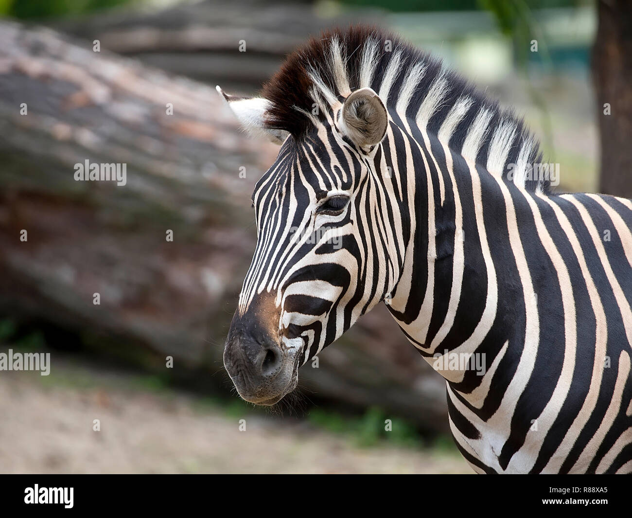 Zebra in una radura, un ritratto Foto Stock