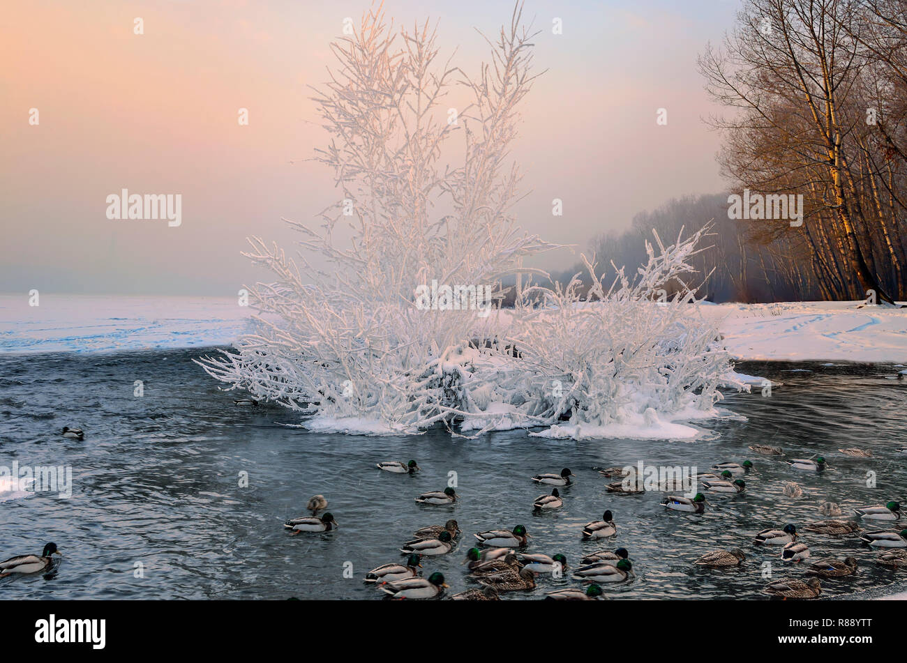 Inverno rosa alba sul fiume sul bordo della foresta dove anatre galleggianti in acqua trascorrere l'inverno. Su una piccola isola è un arbusto con coperchio di brina Foto Stock