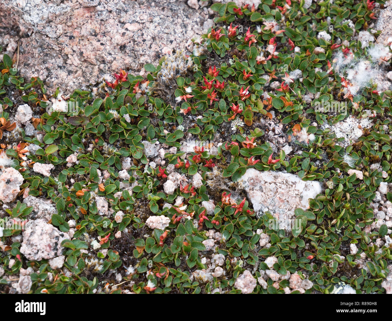 Il salice nano, o meno salice (Salix herbacea); una specie alpina artica vista qui con teste di semi rossi nei Cairngorms Foto Stock