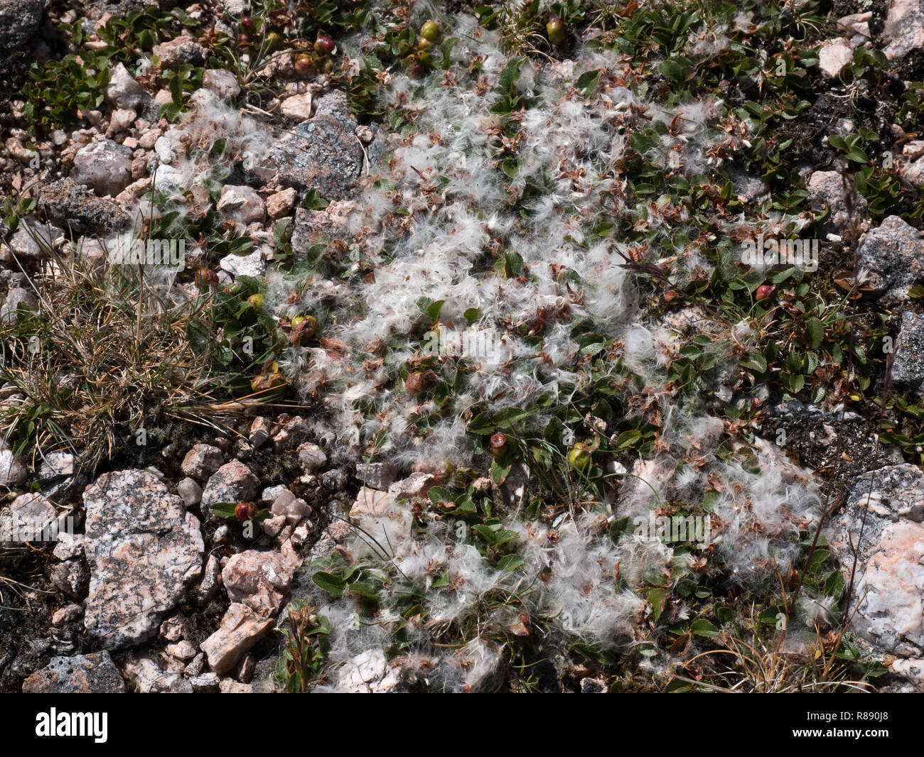 Il salice nano, o meno salice (Salix herbacea), una specie alpina artica vista qui con morbidi semi nelle montagne scozzesi di Cairngorm Foto Stock