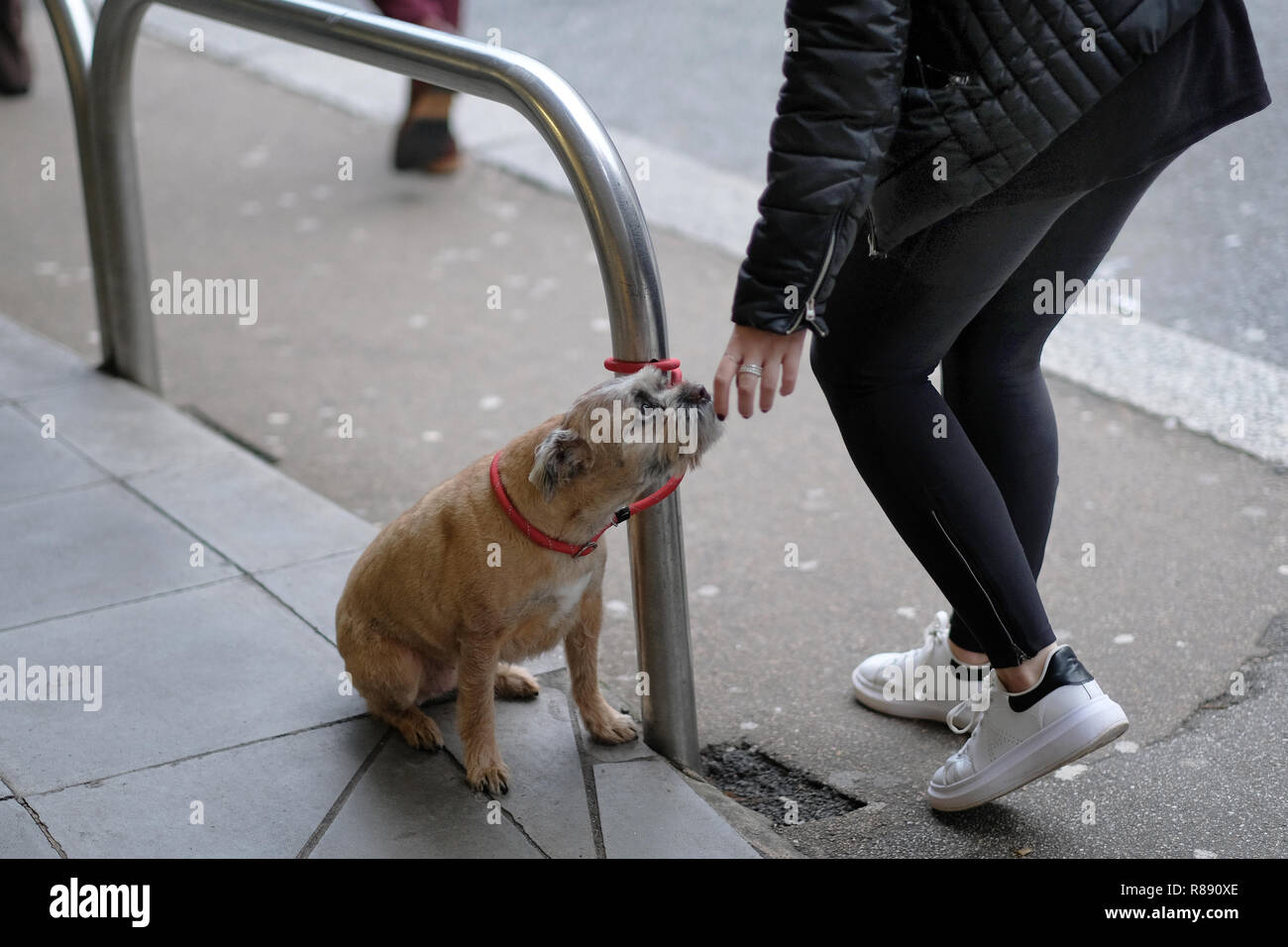 Un woman​ picchietti un piccolo cane legato al di fuori di un supermercato Foto Stock