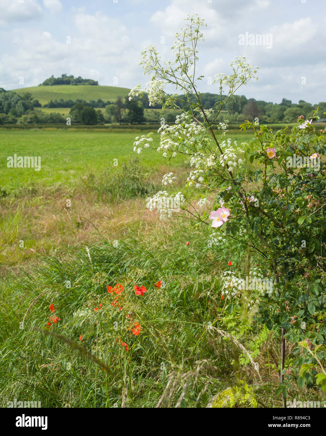 Round Hill a Wittenham Clumps, Oxfordshire, visto dal sentiero da dorchest-on-Thames, Oxfordshire Foto Stock