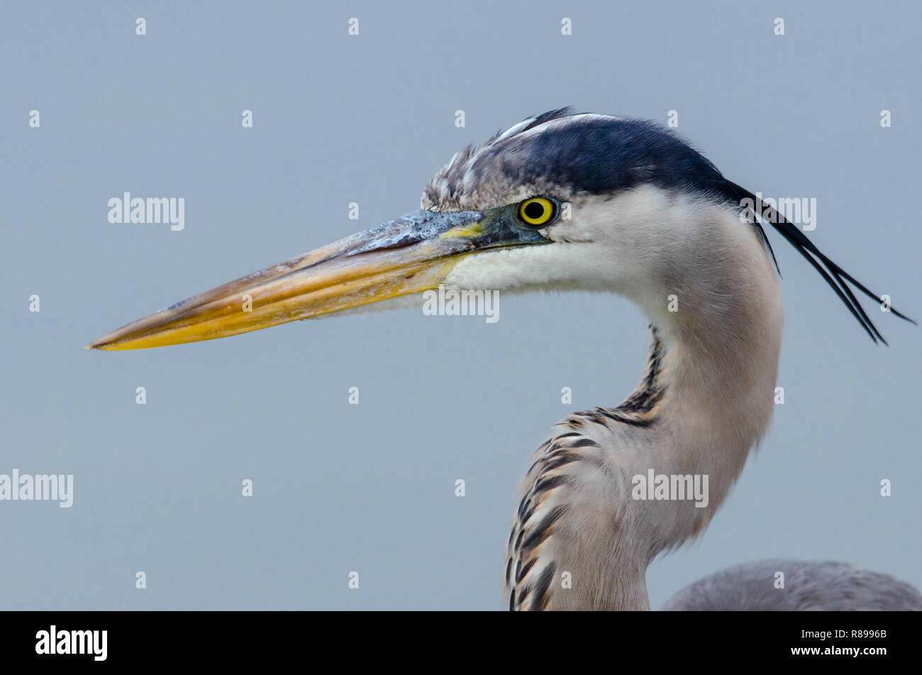 Airone blu (Ardea erodiade) in zone umide di Flordia Foto Stock