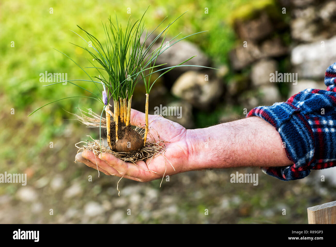 L'uomo la visualizzazione di un nuovo impianto di zafferano, Crocus sativus, e la lampadina nella sua mano tesa che mostra l'habitus di crescita della pianta Foto Stock
