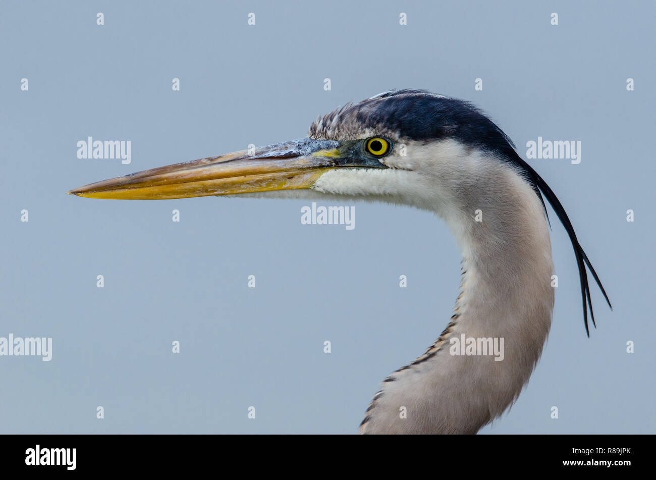 Airone blu (Ardea erodiade) in zone umide di Flordia Foto Stock