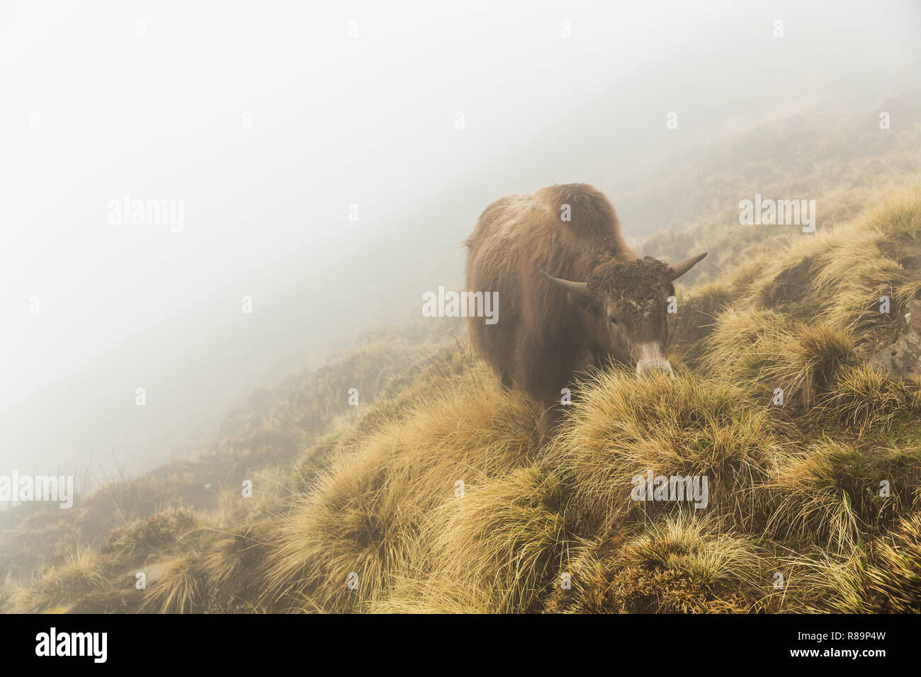 Addomesticazione marrone con i capelli lunghi yak sul fianco della montagna in Annapurna Himal, Nepal, Himalaya, Asia Foto Stock