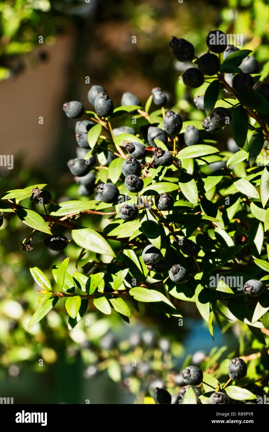Fantastico il ramo di mirto con blu-nero , frutta-Myrtus communis - luce e ombre Foto Stock