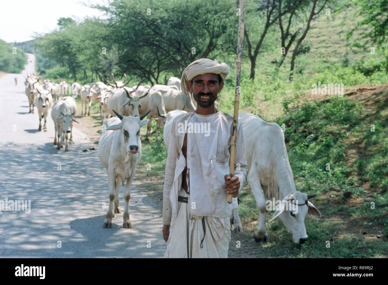 Mandria di mucche e pastori dell'India Foto Stock