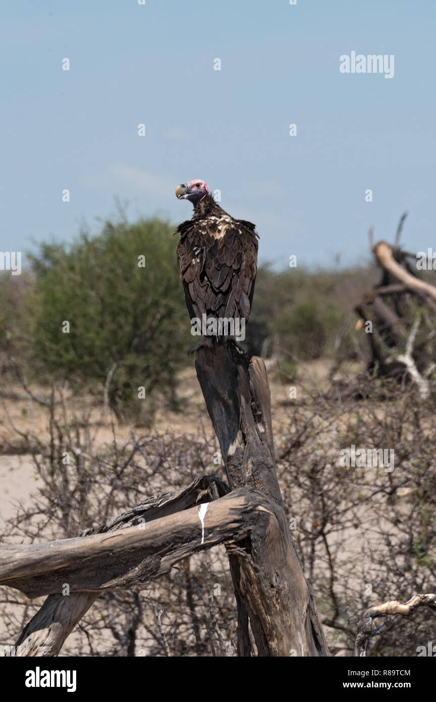 Falda-di fronte Vulture (Aegypius tracheliotus) su un ramo al fiume Boteti, tegami di Makgadikgadi National Park, Botswana Foto Stock