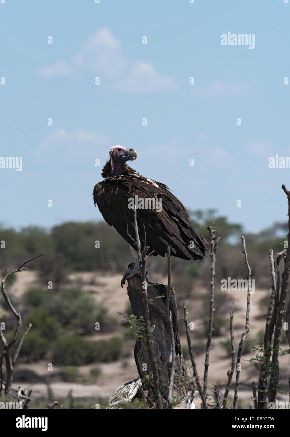 Falda-di fronte Vulture (Aegypius tracheliotus) su un ramo al fiume Boteti, tegami di Makgadikgadi National Park, Botswana Foto Stock
