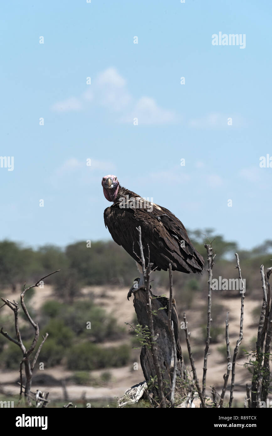 Falda-di fronte Vulture (Aegypius tracheliotus) su un ramo al fiume Boteti, tegami di Makgadikgadi National Park, Botswana Foto Stock
