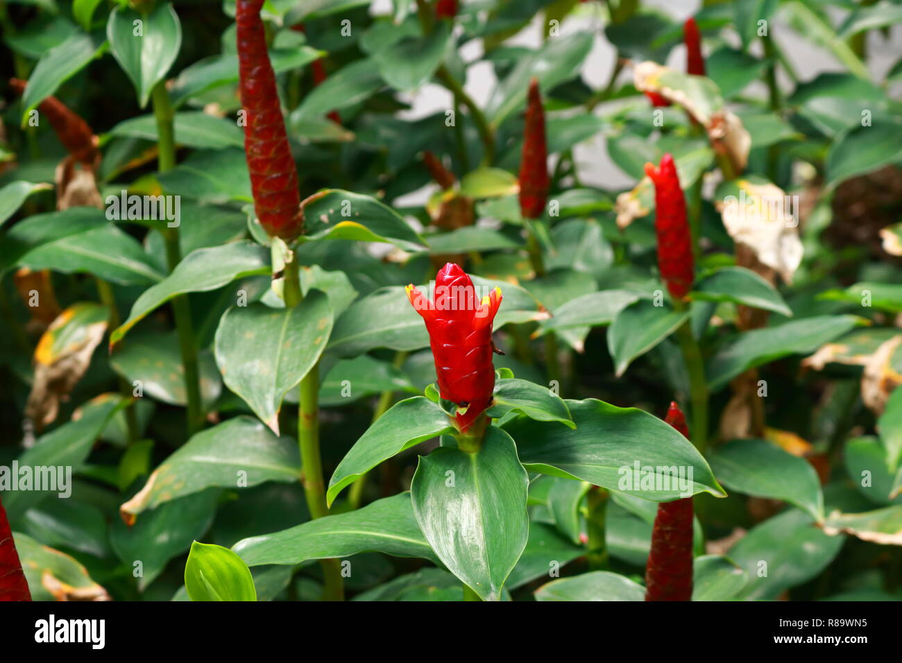 Primo piano della bella red ginger flower Foto Stock