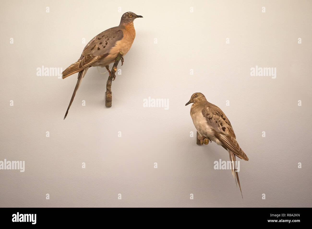 Ripiene Piccione passeggero (Ectopistes migratorius) presso il Museo di Storia Naturale di Londra Foto Stock