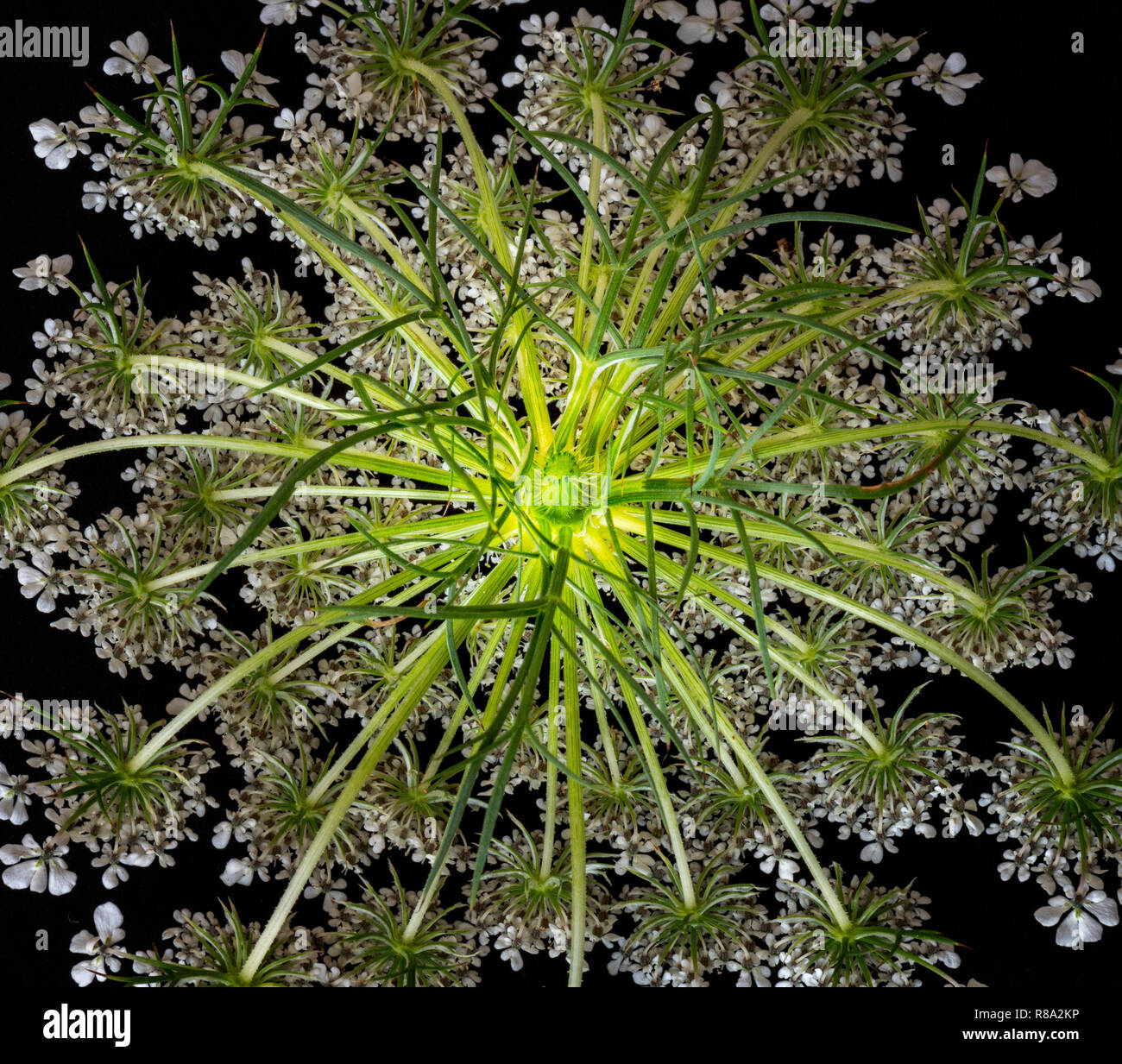 Colore arte still life macro di un singolo isolato giallo verde bianco carota selvatica / Daucus carota blossom,struttura frattale,sfondo nero Foto Stock