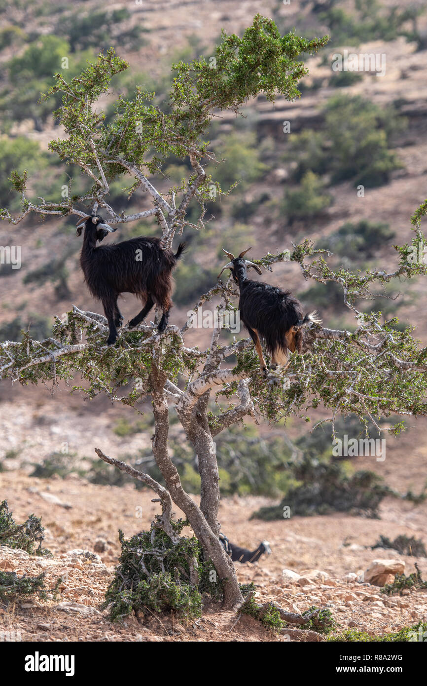 Gruppo di capre arrampicandosi tra gli alberi di Argan, Essaouira, Marocco Foto Stock