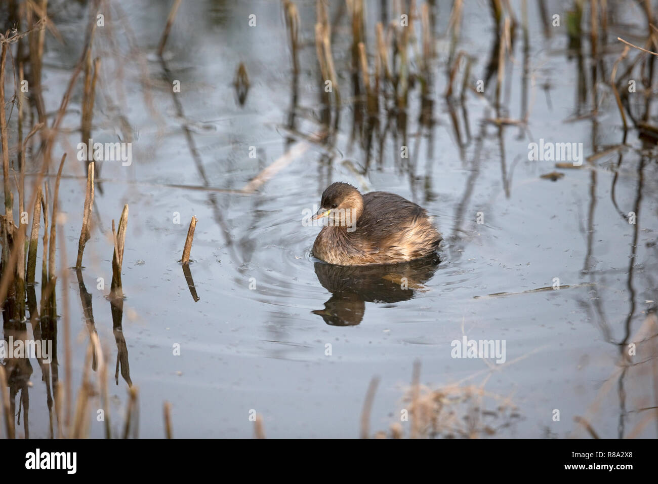 Tuffetto (Tachybaptus ruficollis) Foto Stock