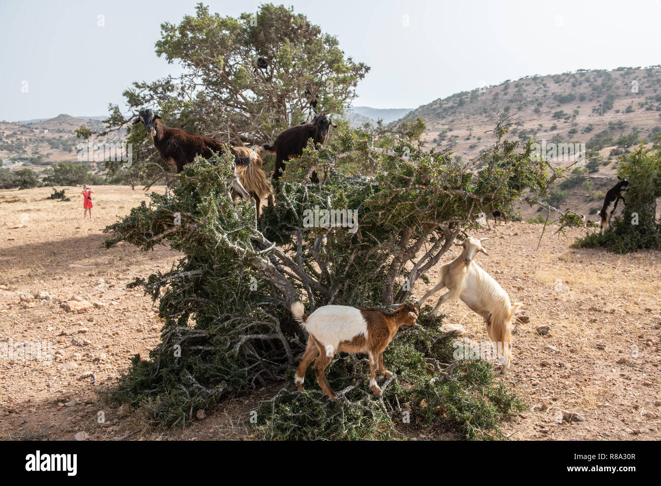 Caprini arrampicandosi tra albero di Argan, Essaouira, Marocco Foto Stock