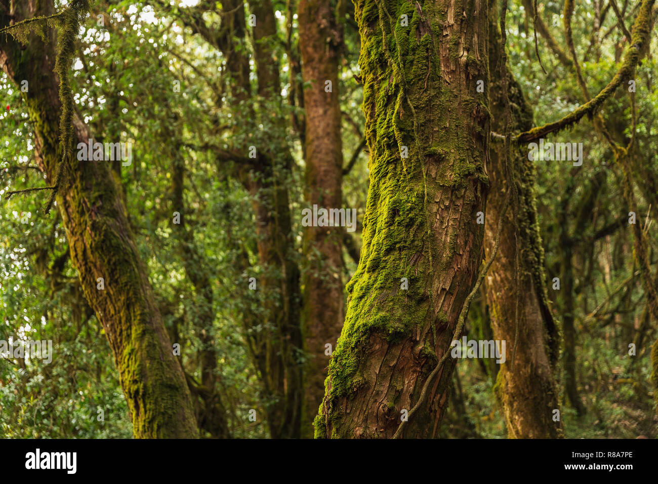 Moss alberi coperti nella foresta di Annapurna Himal, Nepal, Himalaya, Asia Foto Stock