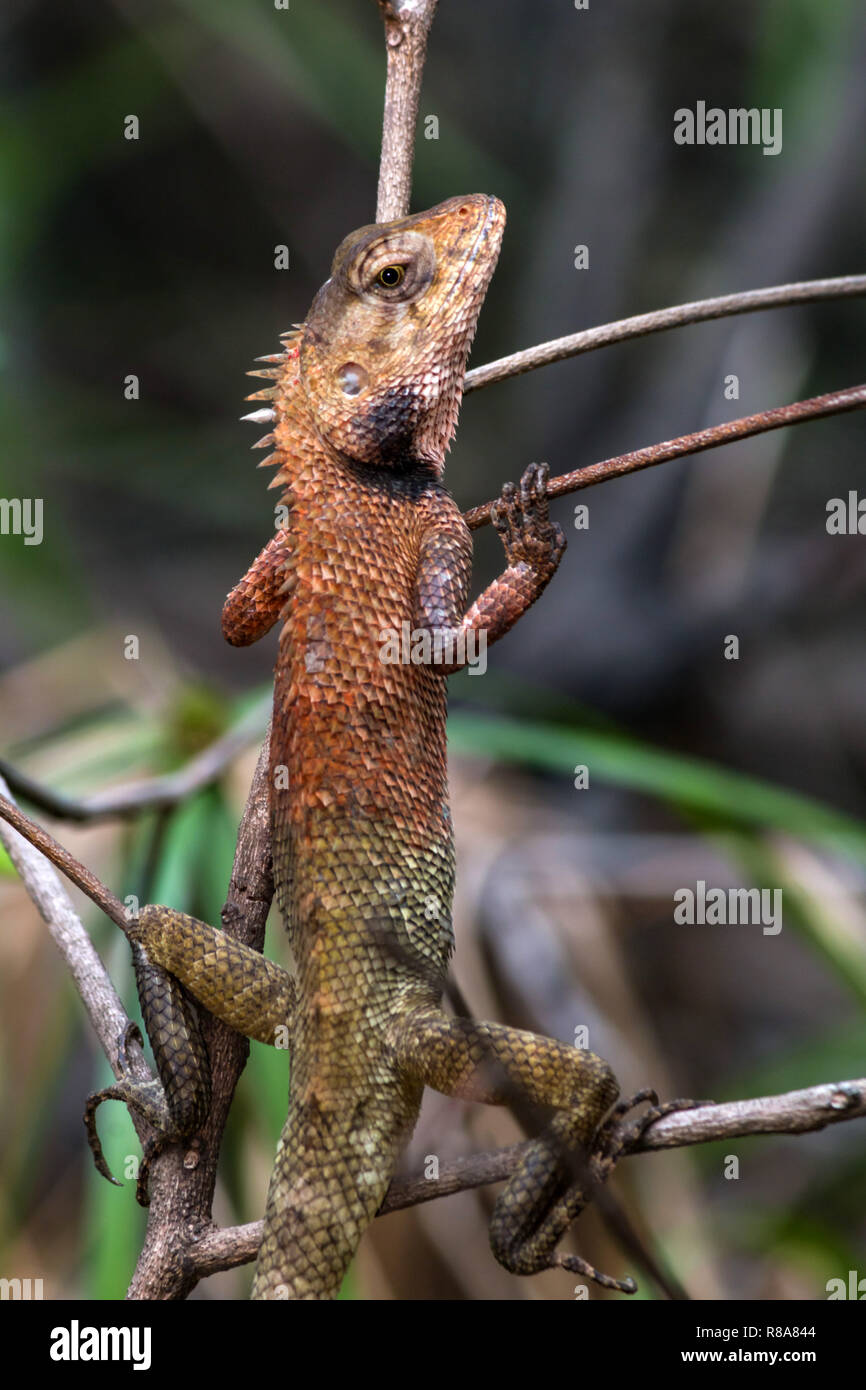 Close up Pogona vitticeps in giardino Foto Stock