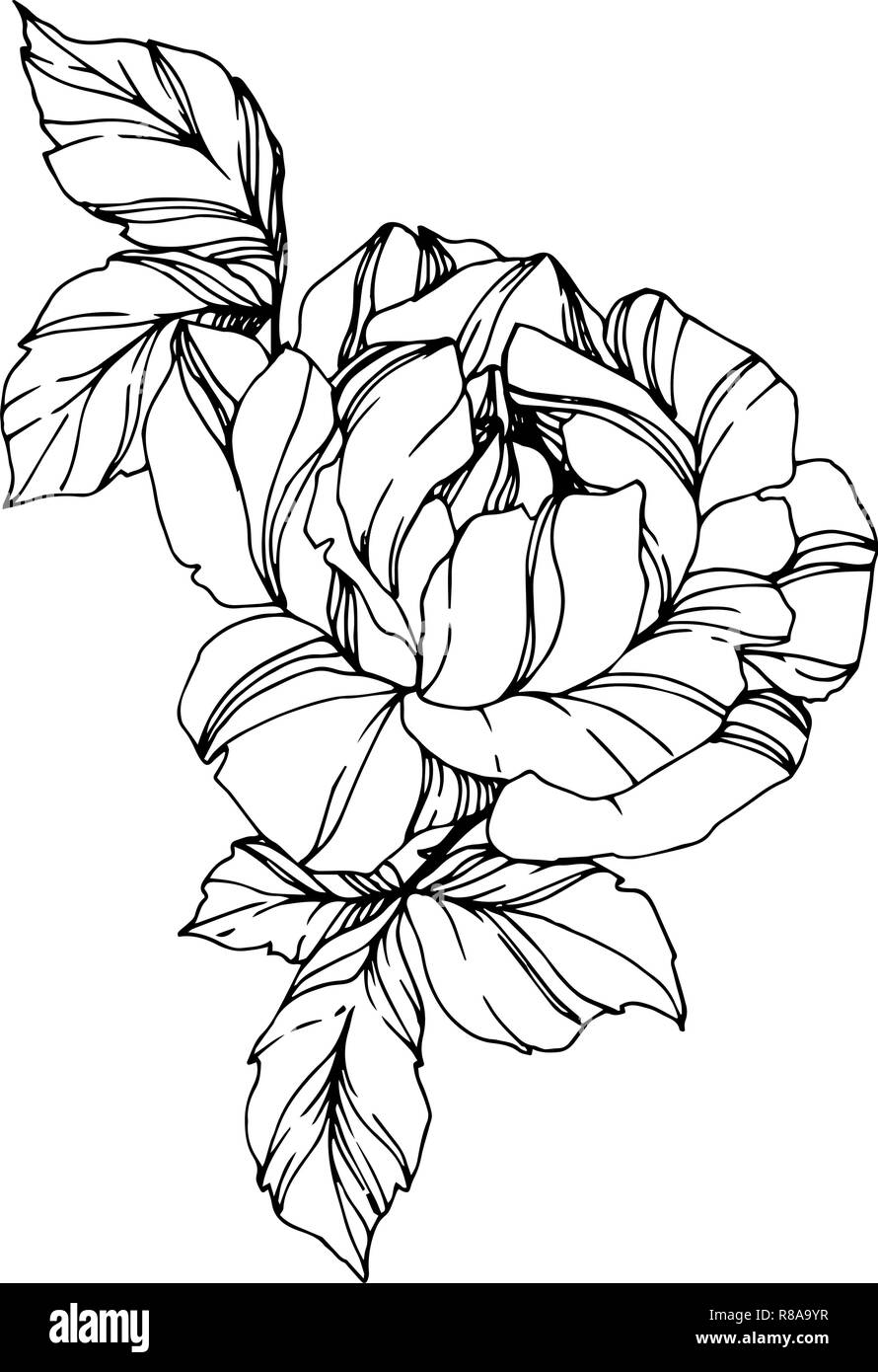 Vector Rose. Floreale di fiori botanica. Bianco e nero inchiostro inciso art. Rosa isolato illustrazione elemento. Wild molla a balestra di fiori selvaggi isolati. Illustrazione Vettoriale