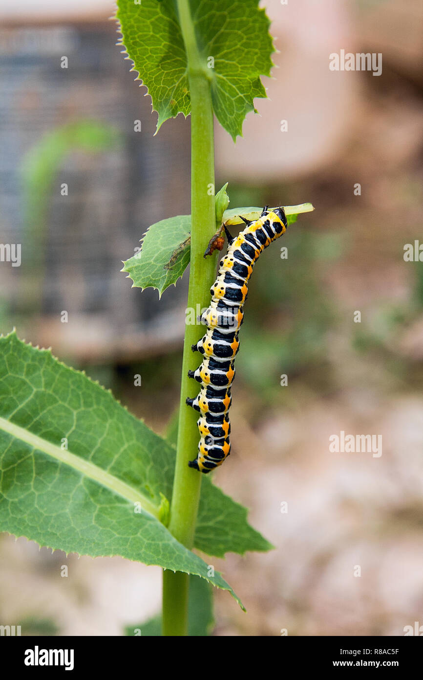 Bella caterpillar si muove su un ramo verde. Caterpillar del Vecchio Mondo a coda di rondine (Papilio machaon), una farfalla della famiglia Papilionidae. Th Foto Stock