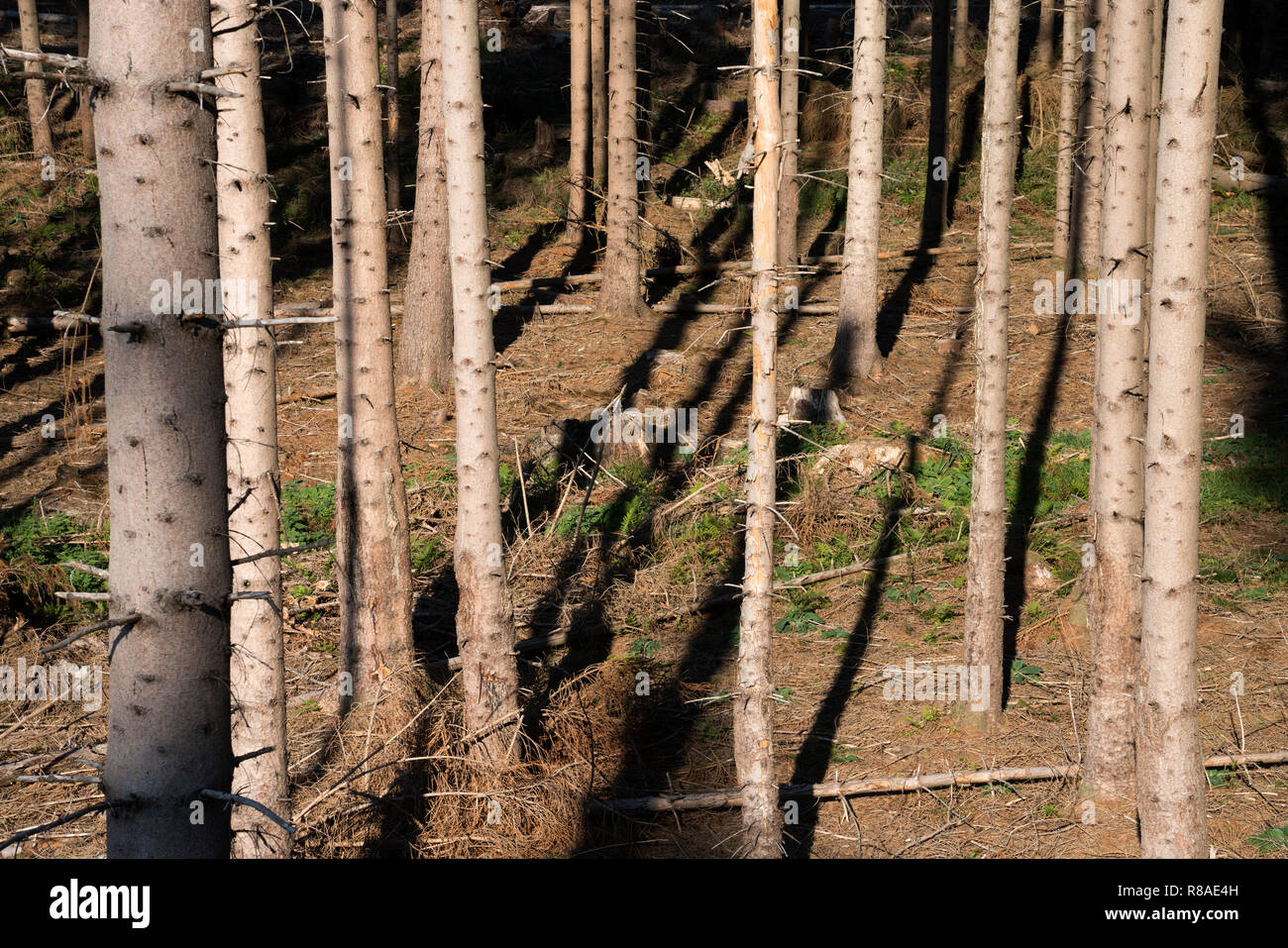 La foresta di conifere vicino a Bad Karlshafen, Superiore Valle Weser, Weser Uplands, Weserbergland, Hesse, Germania, Europa Foto Stock