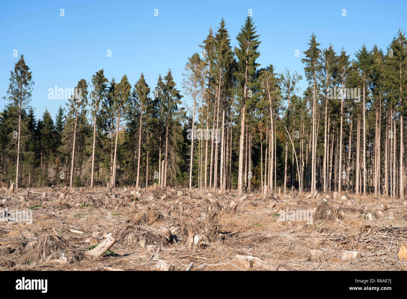 Danni provocati dalla tempesta dopo il ciclone Friederike nel 2018, Bad Karlshafen, Superiore Valle Weser, Weser Uplands, Weserbergland, Hesse, Germania, Europa Foto Stock