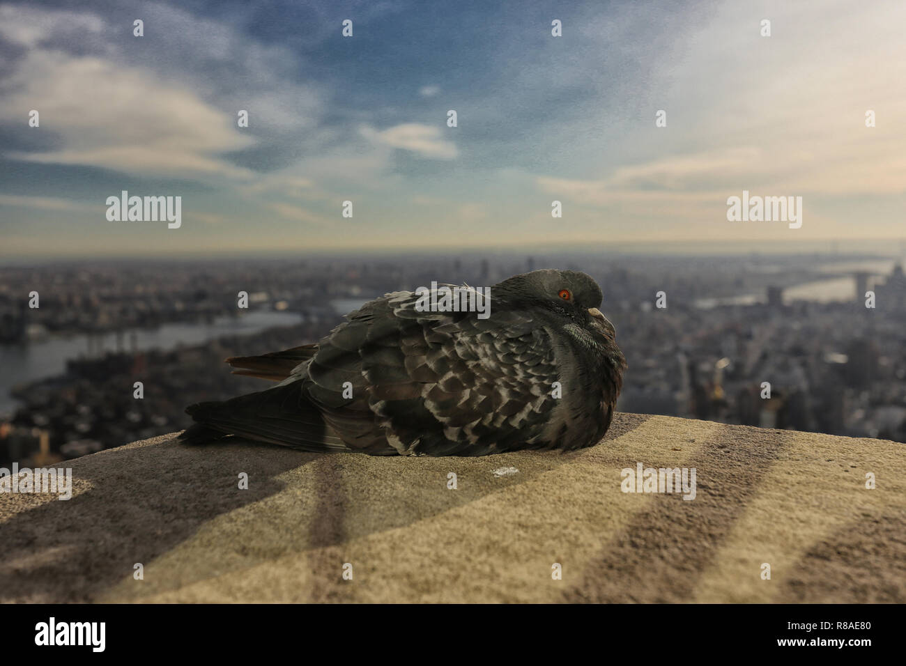 Una colomba che si affaccia su New York dall'alto Foto Stock