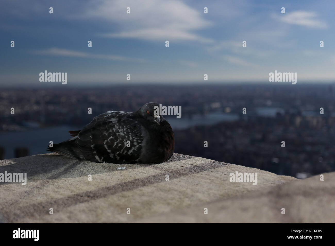 Una colomba che si affaccia su New York dall'alto Foto Stock