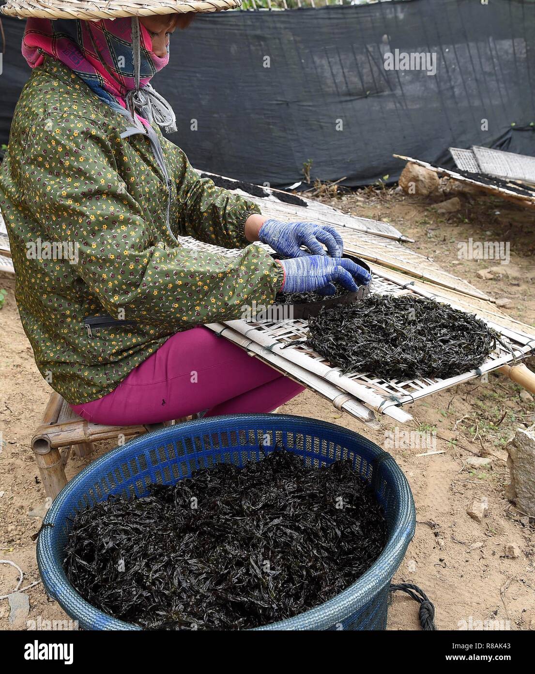 Nanao, la Cina della provincia di Guangdong. Xiv Dic, 2018. Una donna si asciuga laver a Yun'ao township di Nan'ao County, Cina del sud della provincia di Guangdong, Dic 14, 2018. Laver coltivazione è una importante industria locale in Nan'ao County. Il miglior laver stagione di raccolto cade qui alla fine dell'anno. Credito: Chen Duo/Xinhua/Alamy Live News Foto Stock