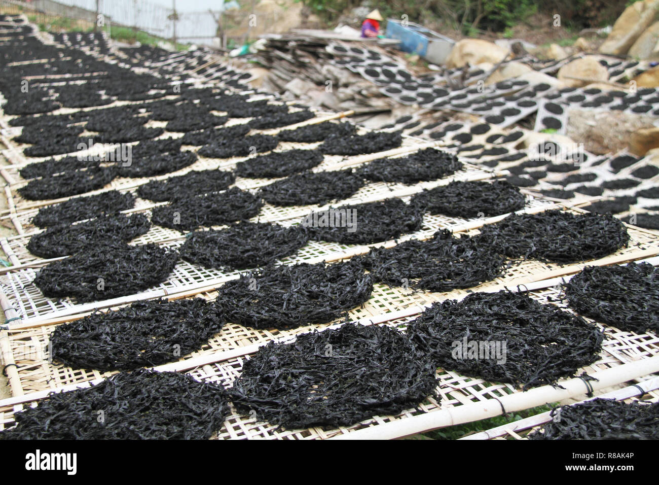 Nori alga - Alga Nori alghe commestibili delle alghe rosse. Nome binomiale:  Porphyra Umbilicalis. Esso è utilizzato in fogli essiccati per avvolgere il  sushi Foto stock - Alamy