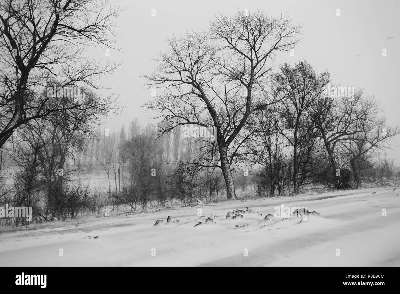 Bianco e nero paesaggio invernale con gli alberi durante una bufera di neve. Foto Stock