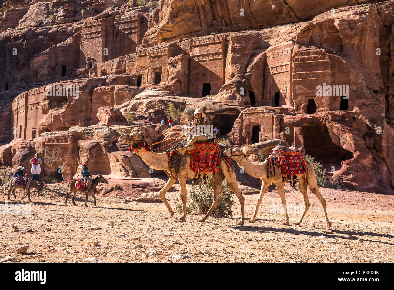 Kamele in der historischen Ruinenstätte Petra, Jordanien, Asien | cammelli all'antica città di Petra, Giordania, Asia Foto Stock