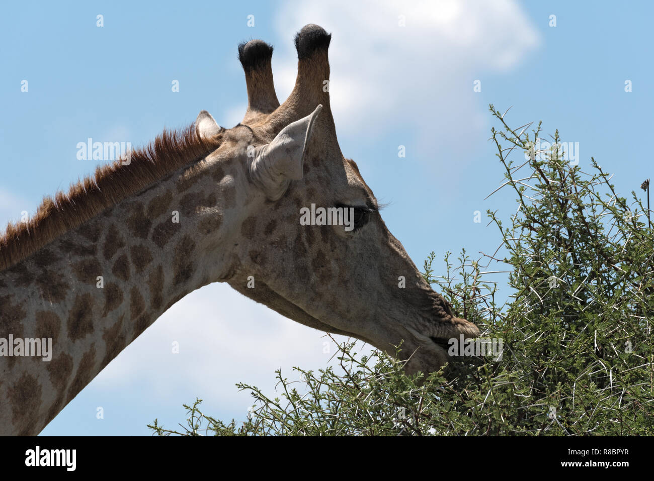 La giraffa a mangiare le foglie da una boccola grande, Botswana Foto Stock