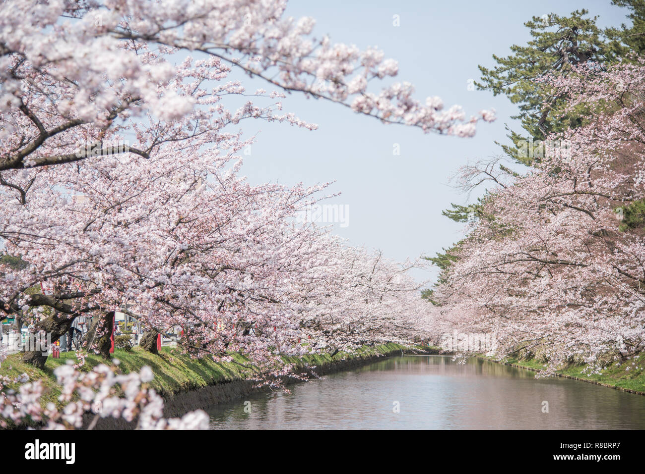 paesaggio-fiori-di-ciliegio-giapponese-immagini-e-fotografie-stock-ad