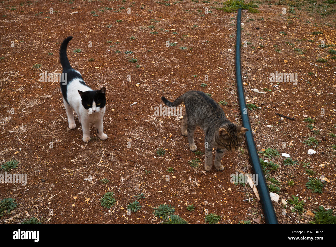 Kitten in fattoria. Foto Stock
