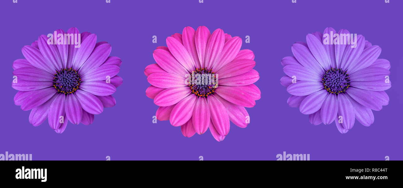 Arte Natura morta di fiori di colore immagine macro di un trio/tre isolati  wide open rosa in fiore blu violetto africano / cape daisy / marguerite  blossoms Foto stock - Alamy