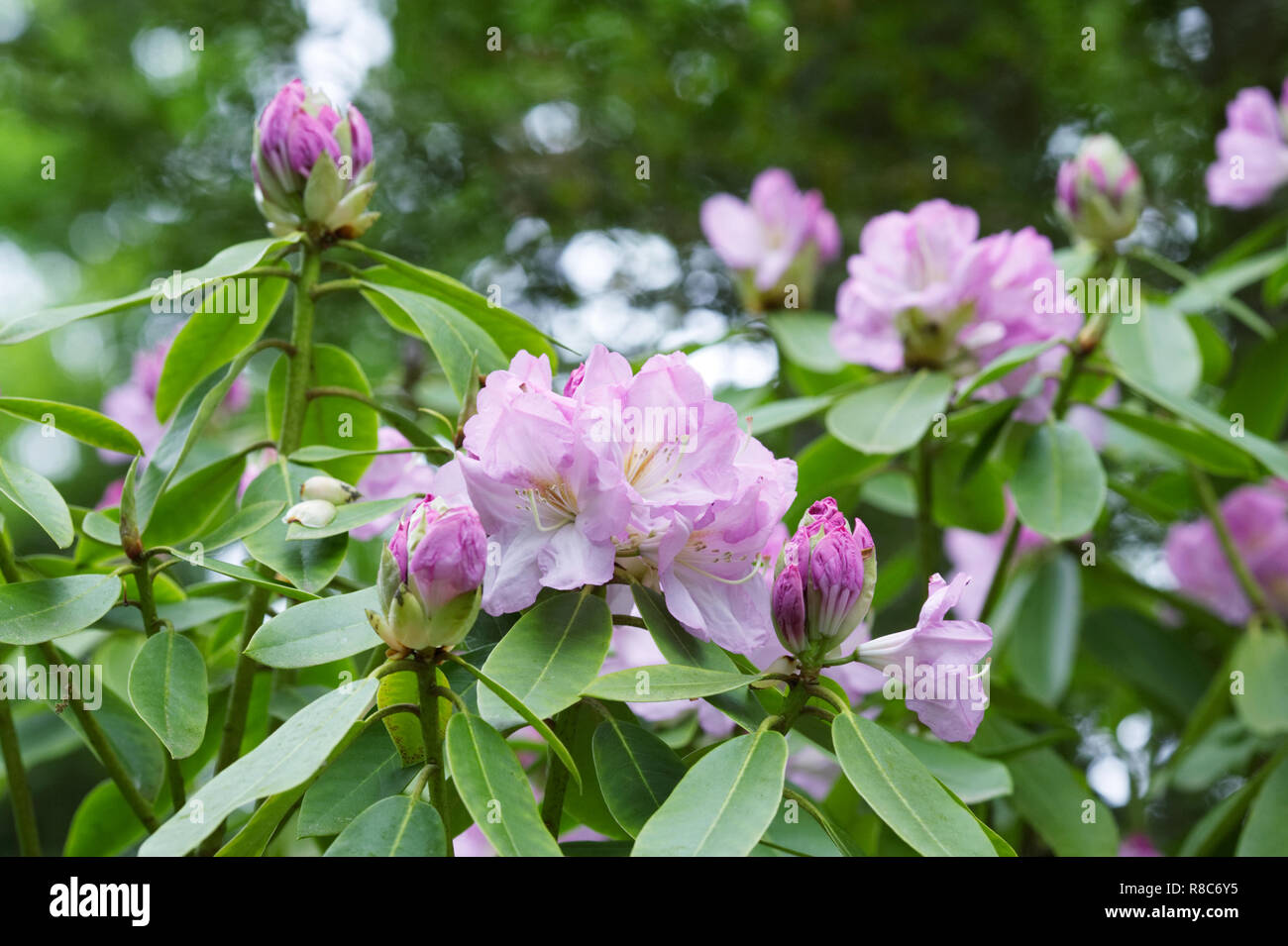 Fiore rosa rododendro. Foto Stock